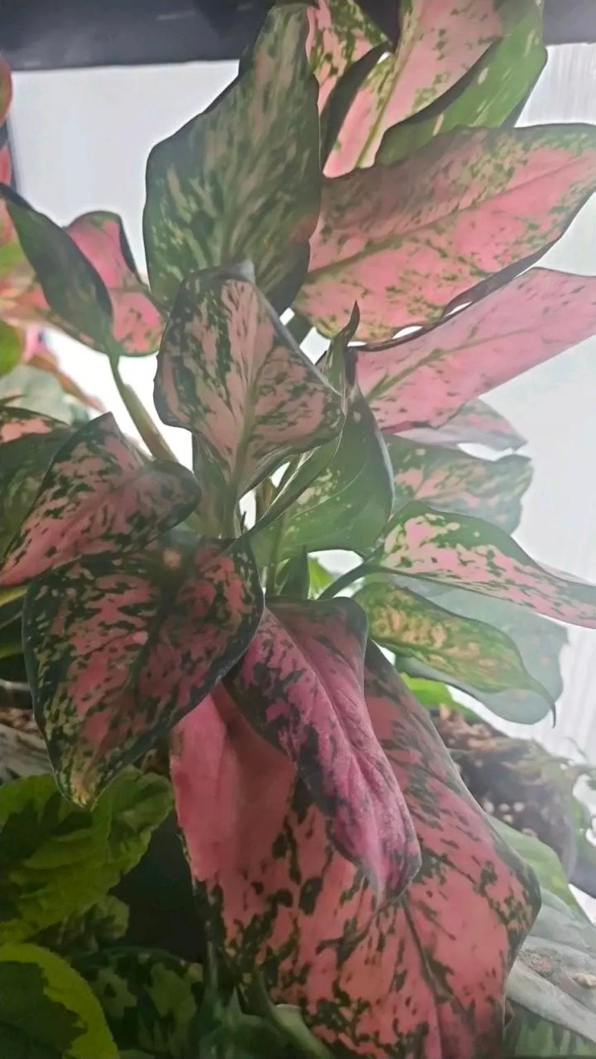 Rosecloud Aglaonema baby