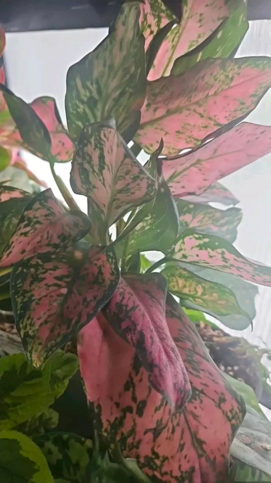Rosecloud Aglaonema baby