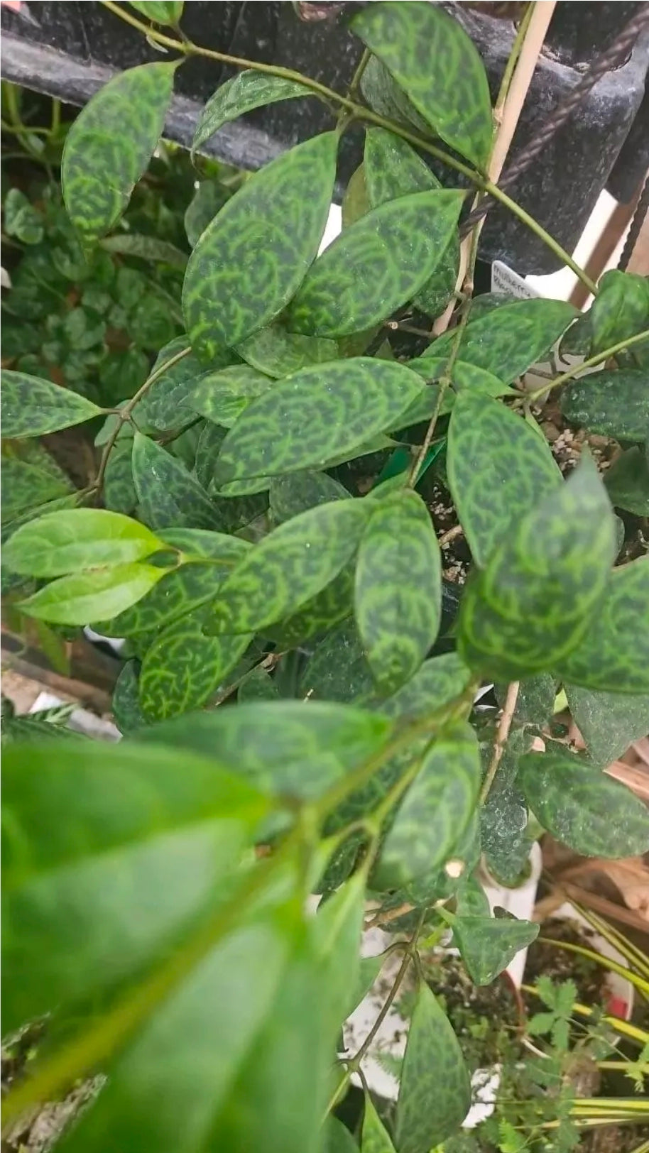 Inkwhisper Vine cutting