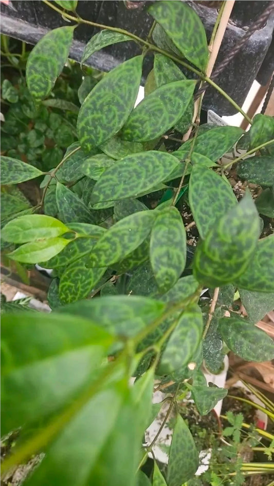 Inkwhisper Vine cutting