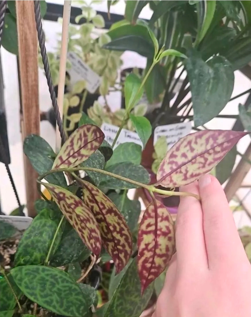 Inkwhisper Vine cutting