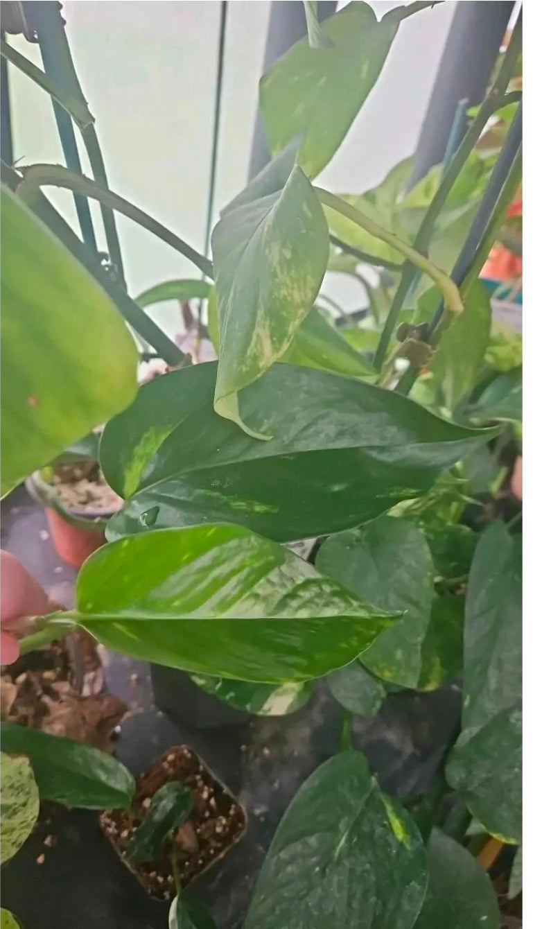 Sunset Aloha Pothos cutting