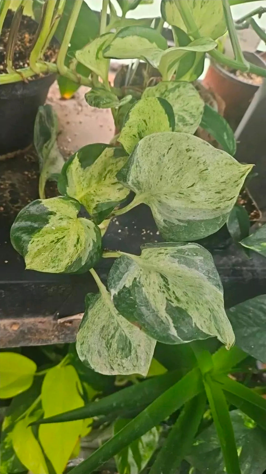 Moonmarble Manjula Pothos cutting