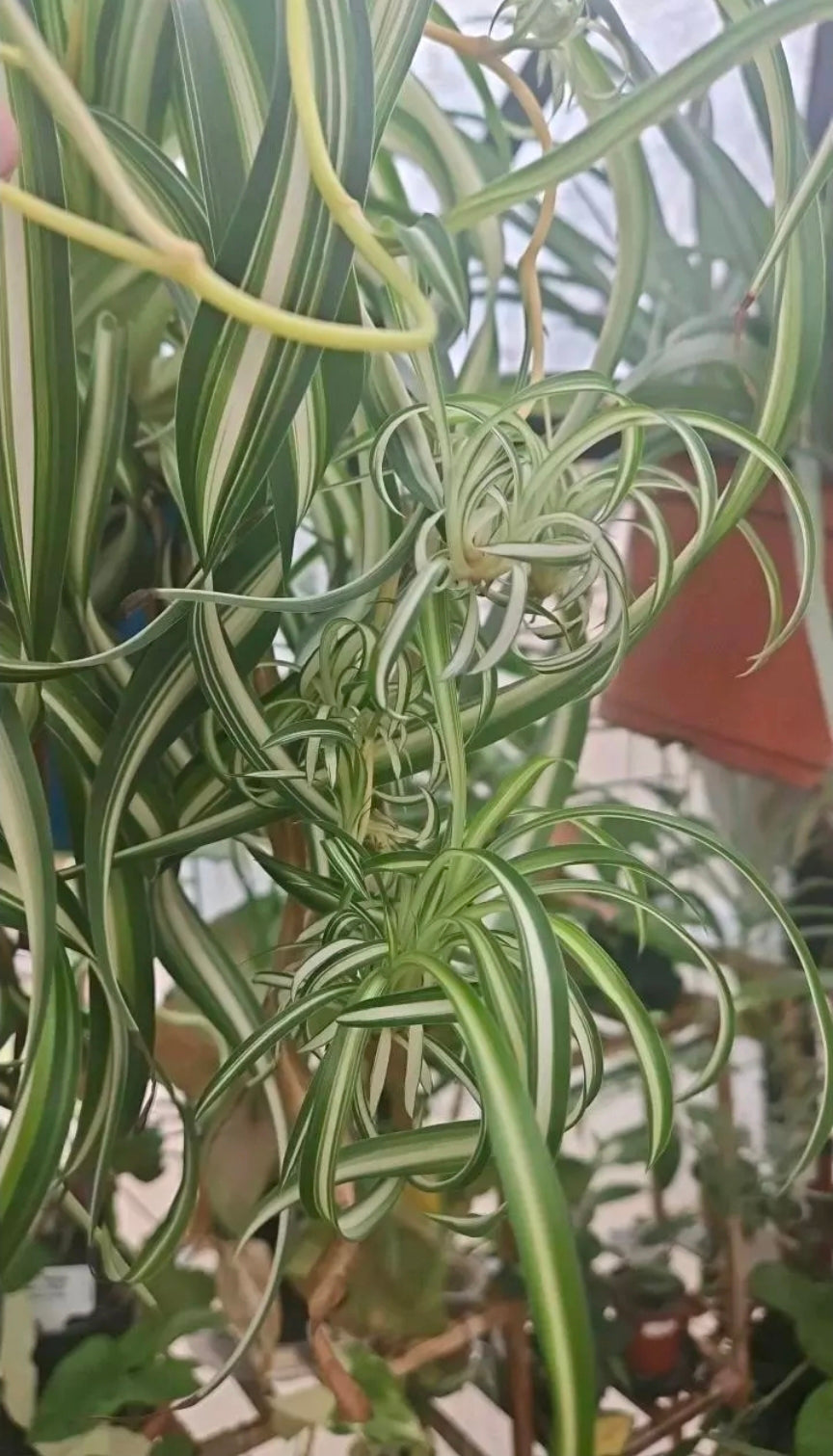 Snowline Curl Spiderplant baby