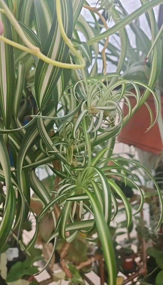 Snowline Curl Spiderplant baby