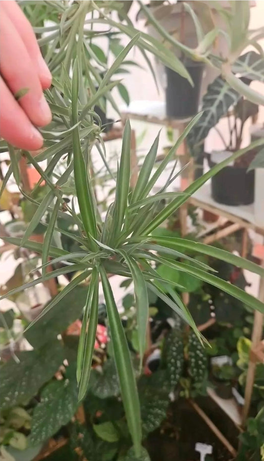 Hula Green Spiderplant baby