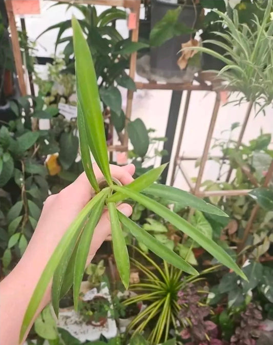 Hula Green Spiderplant