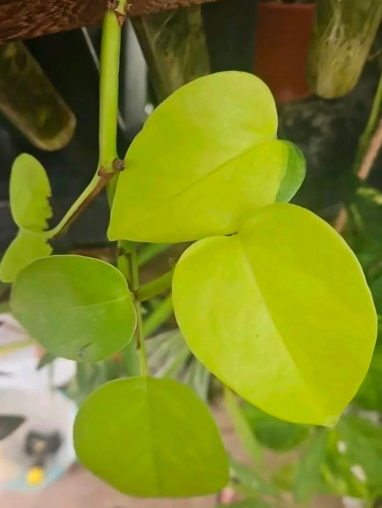 Limewave Pothos