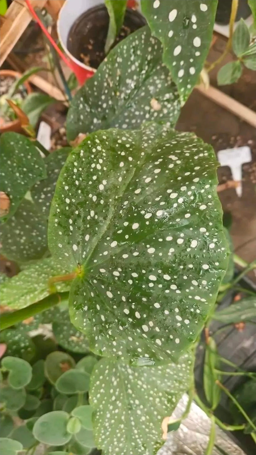 Silverwing Diva Begonia