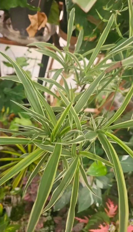 Ivory Edge Spiderplant baby