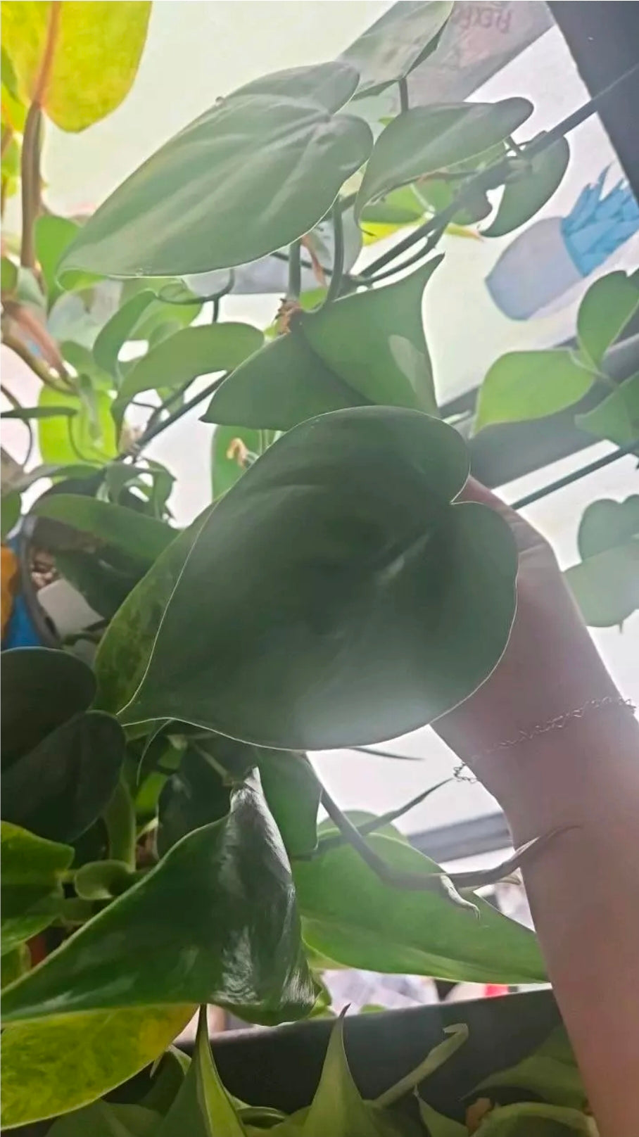 Sweetheart Philodendron cutting