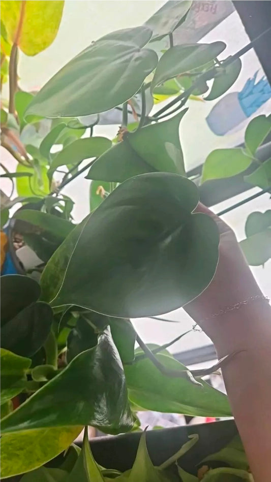 Sweetheart Philodendron cutting