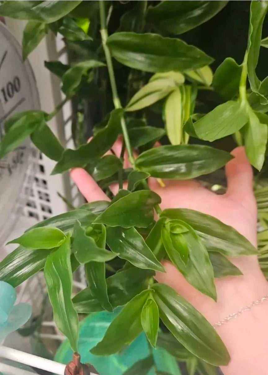 Greenie Bean Tradescantia cutting