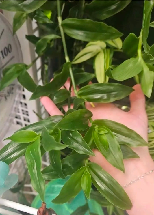 Greenie Bean Tradescantia cutting