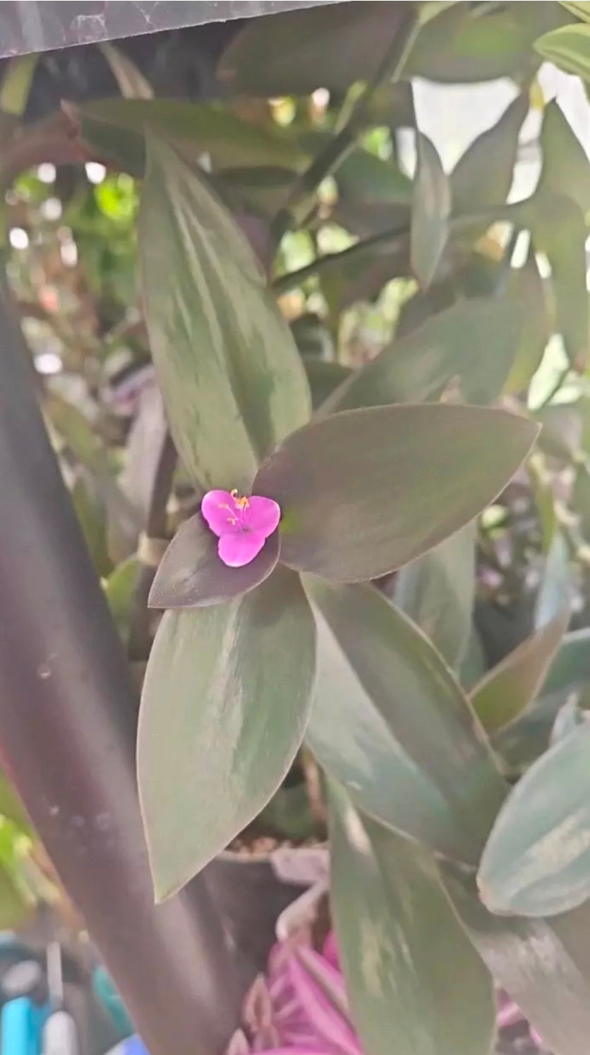 Shadow Orchid Tradescantia cutting