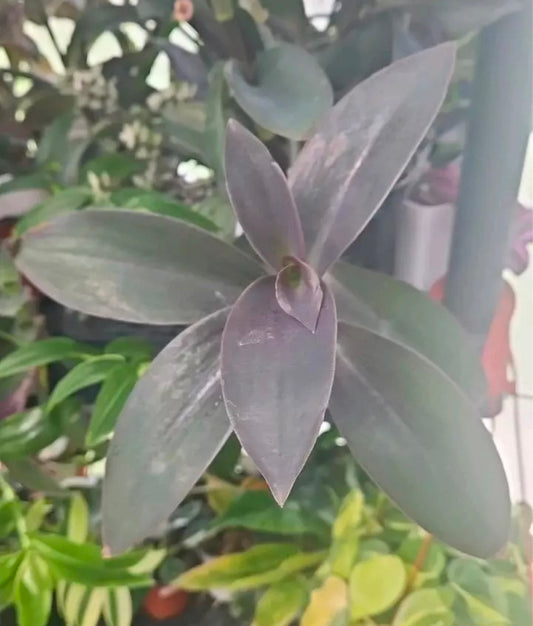 Royal Amethyst Tradescantia cutting
