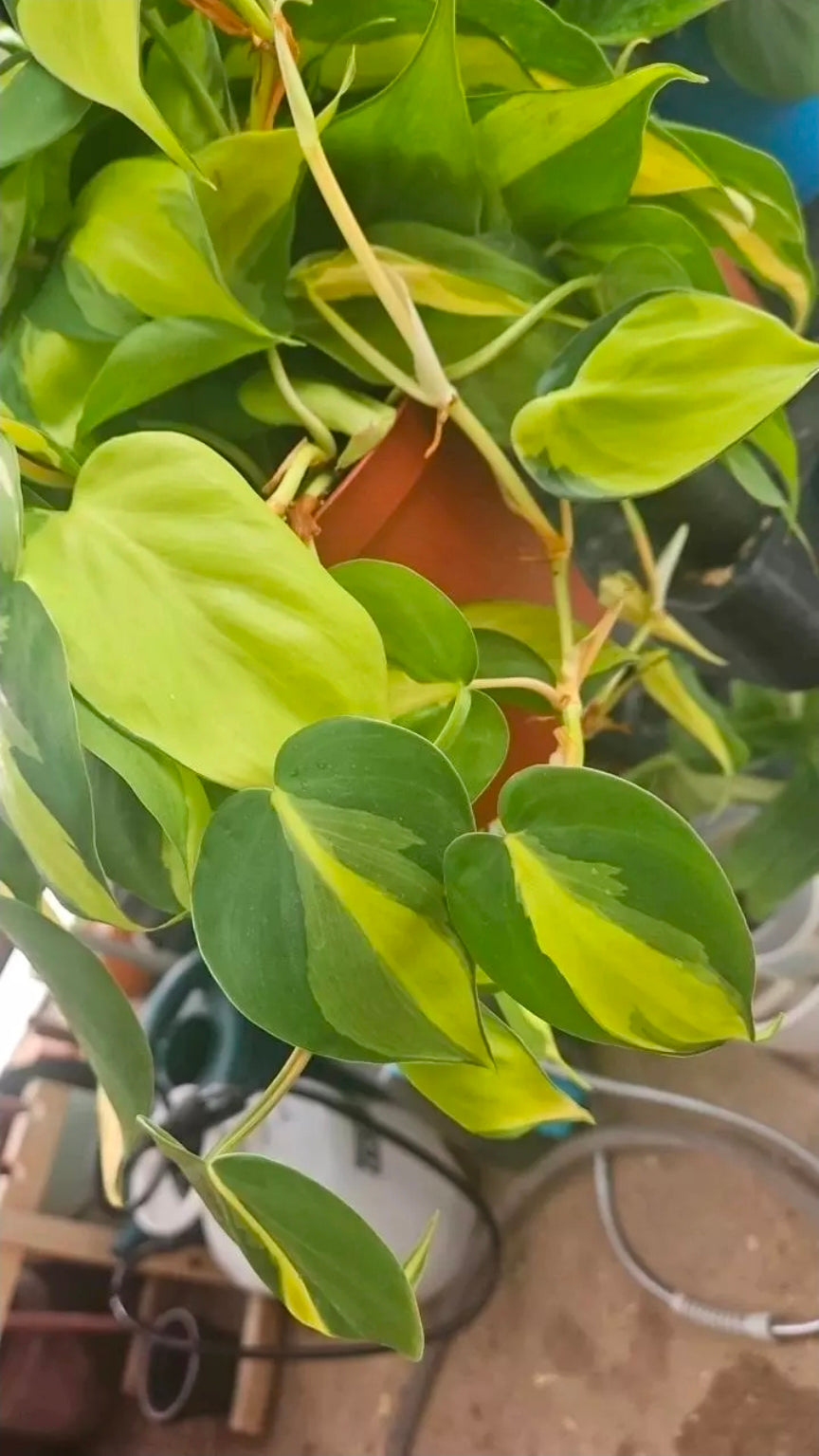 Aurora Trail Philodendron cutting