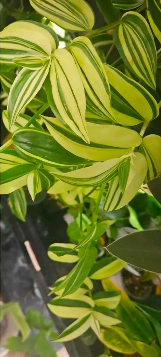 Lime Ribbon Tradescantia cutting