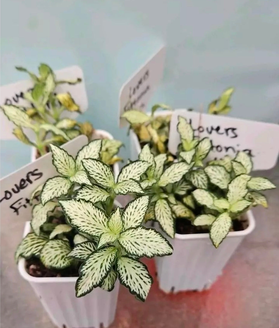 Lovers Fittonia
