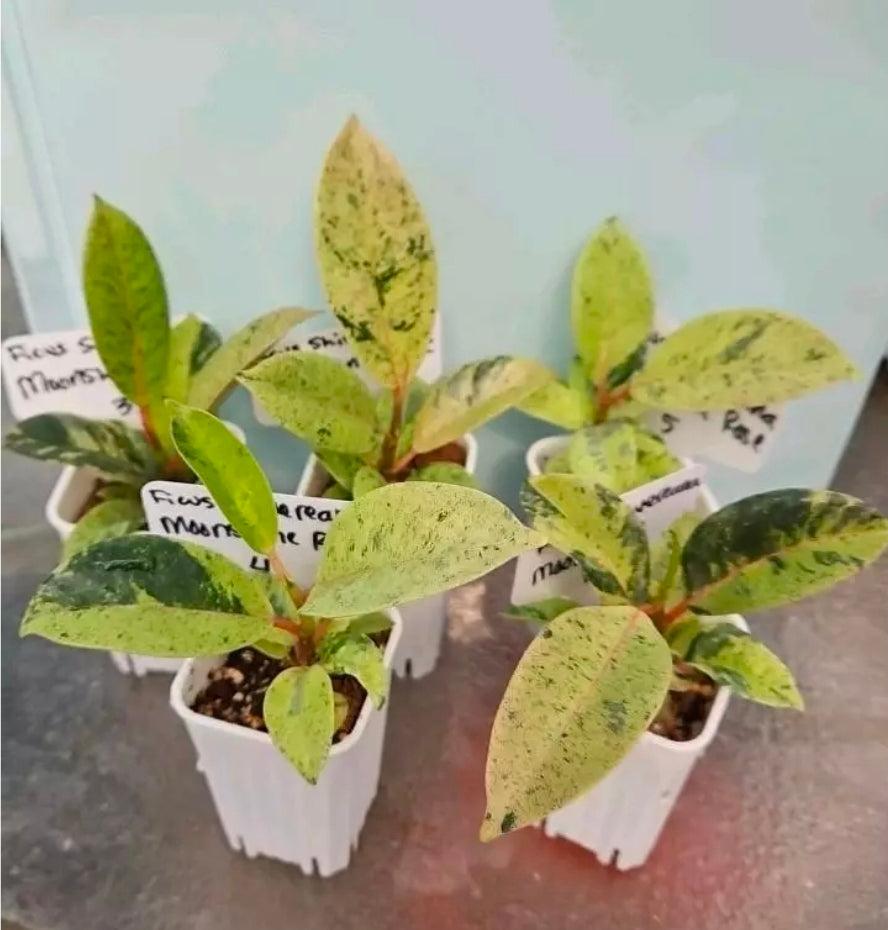 Ficus Shivereana Moonshine Rose