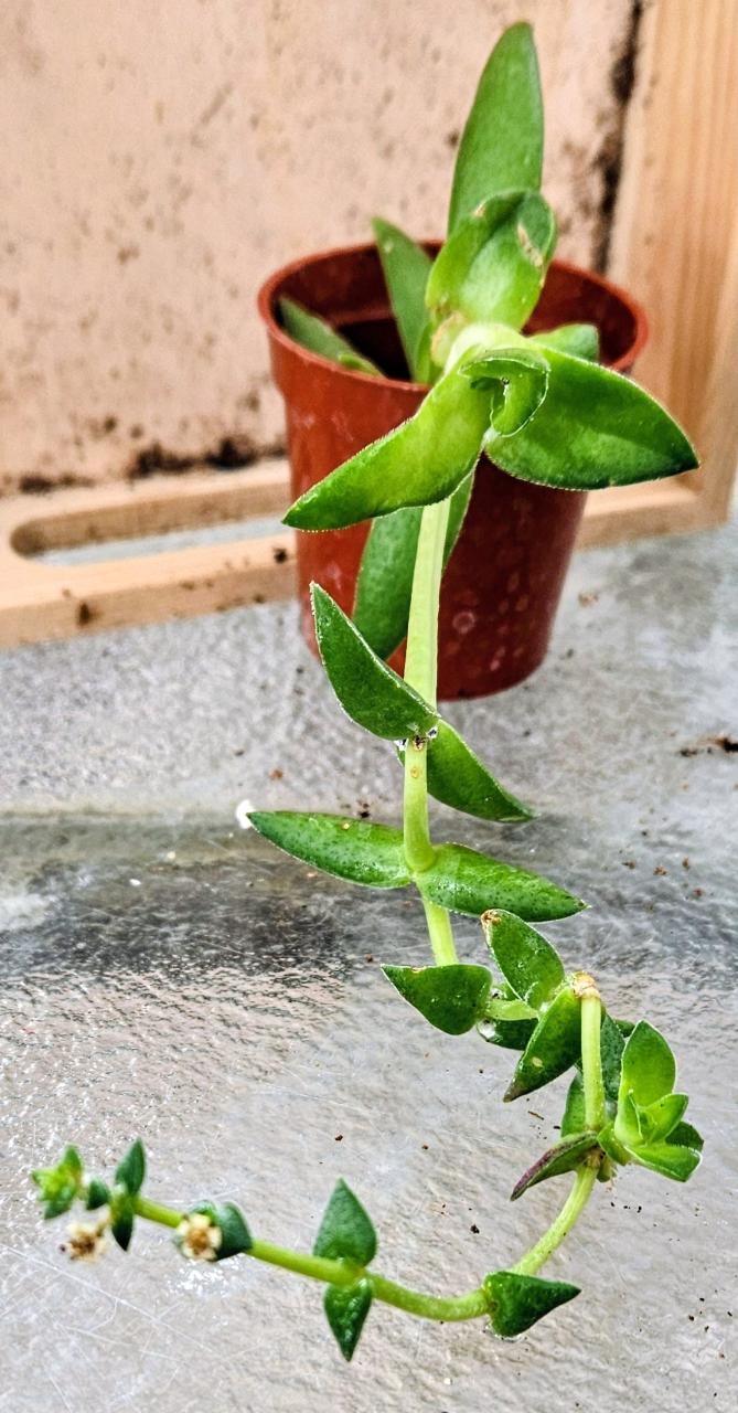 Solar Blaze Crassula