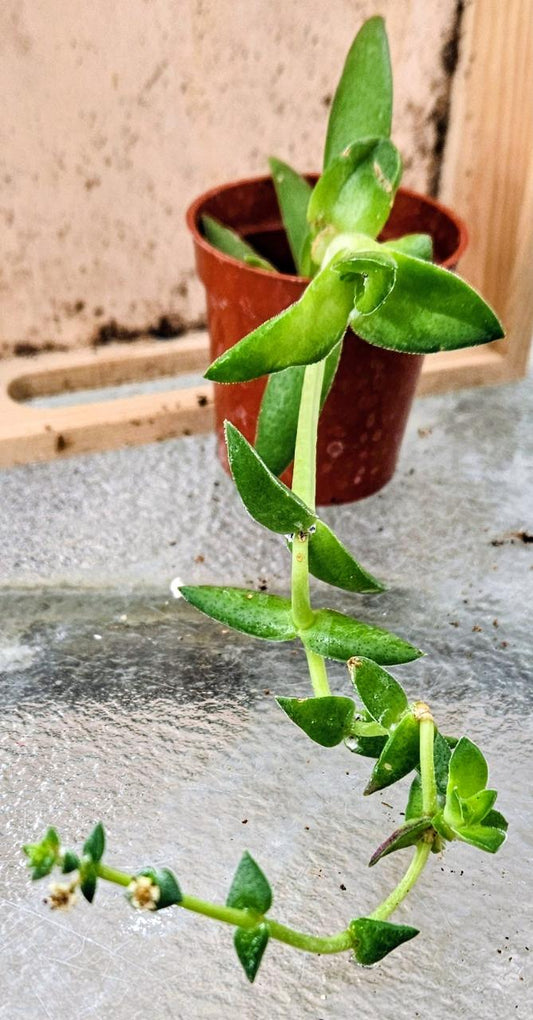 Solar Blaze Crassula