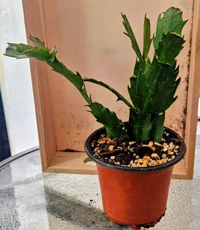 Thanksgiving Cacti 🦃♥️