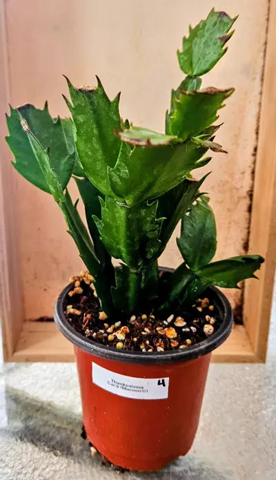 Thanksgiving Cacti 🦃♥️