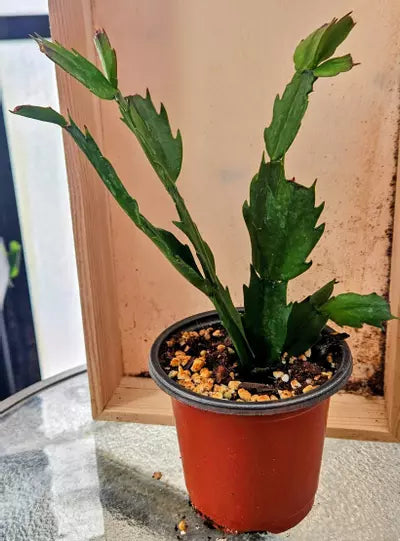 Thanksgiving Cacti 🦃♥️