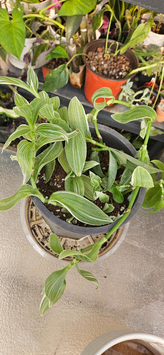Winter Mint Tradescantia🥜🤍